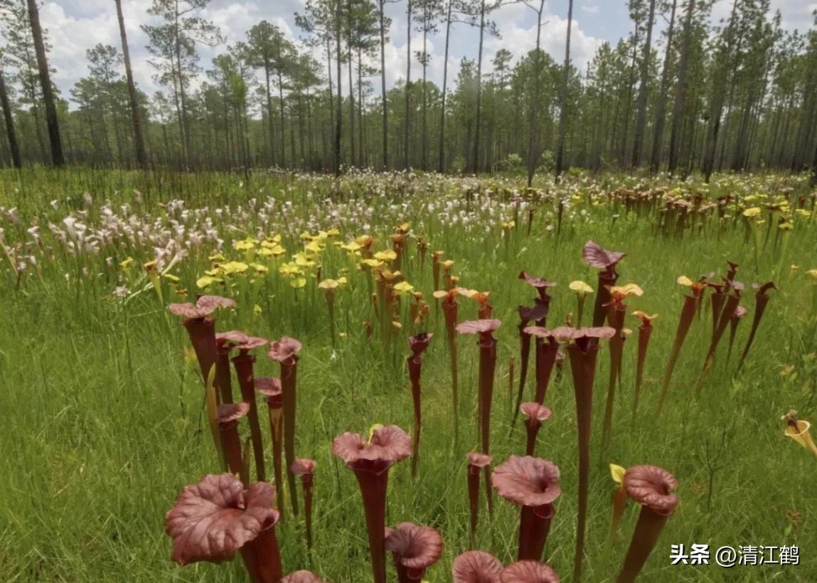 又好看又便宜的食虫植物,有什么推荐的食虫植物