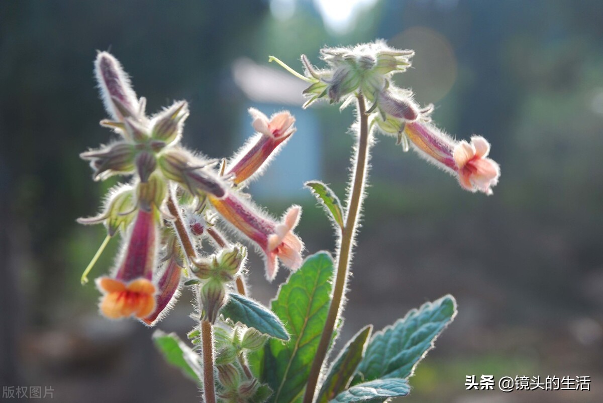 农村遍地都是宝农村的野菜挖不完,农村不要钱的野菜有哪些