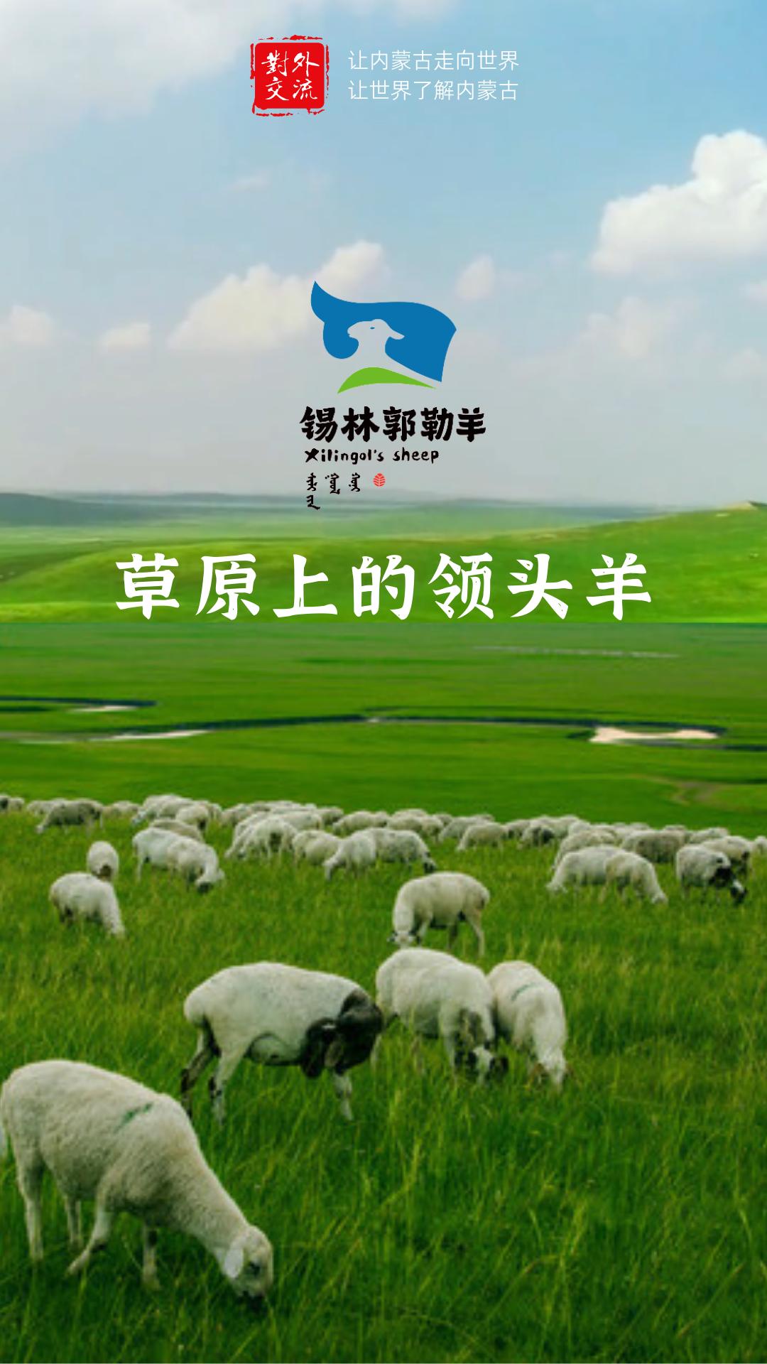 草原上的领头羊是绵羊吗,科尔沁草原领头羊