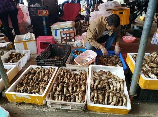 松茸美味不可抵挡,松茸独一无二