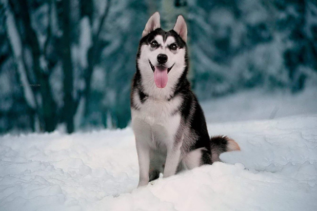 哈士奇牙龈出血怎么办？这种情况严重吗？有没有好的解决方法呢？