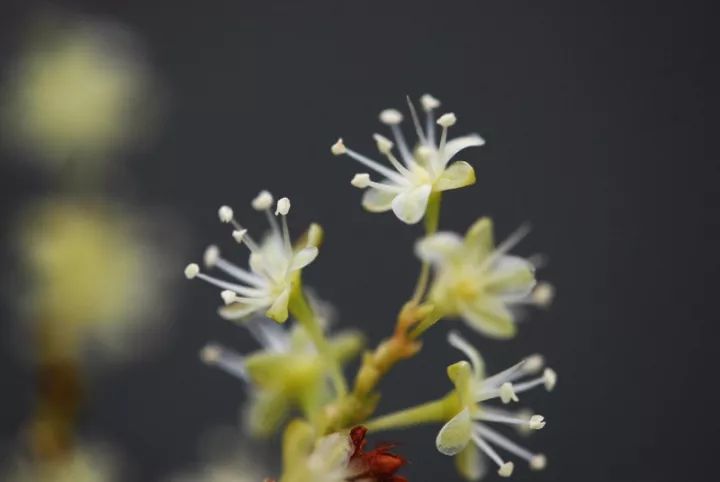 150种常见药用植物大全,150余种常见药用植物花期组图