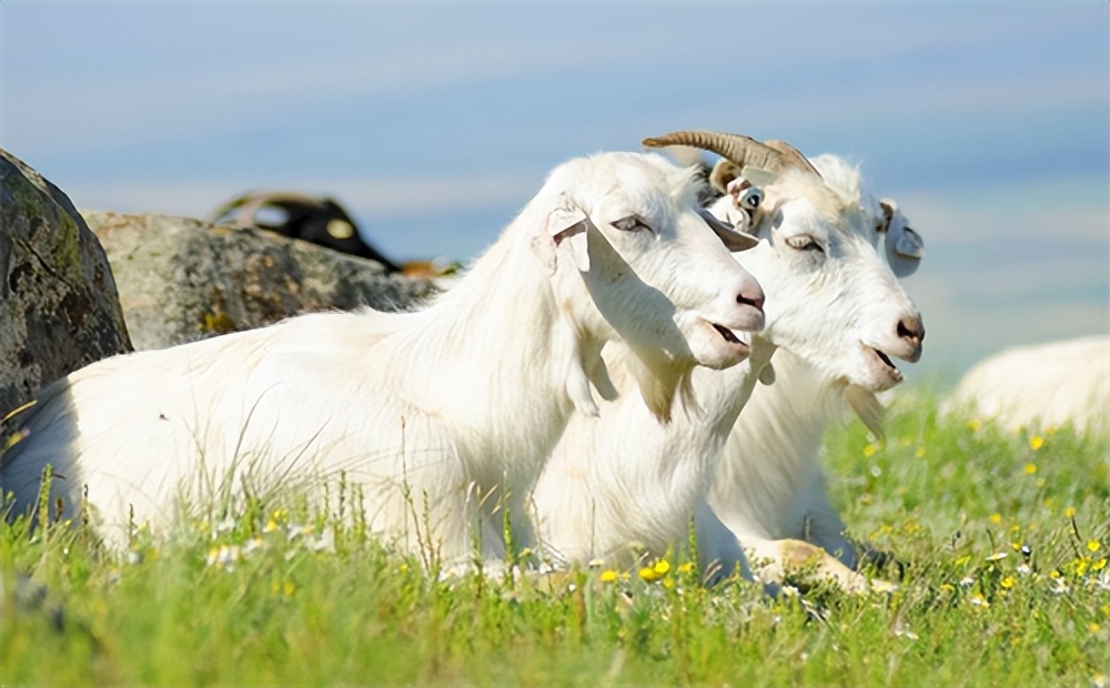 大垦那拉乳业羊奶粉,新疆那拉神果乳业