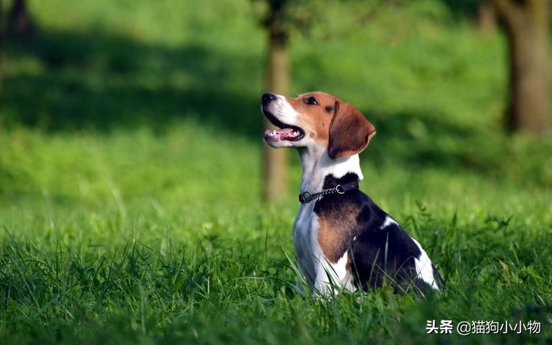 迪士尼比格犬,迪士尼里的比格犬叫什么