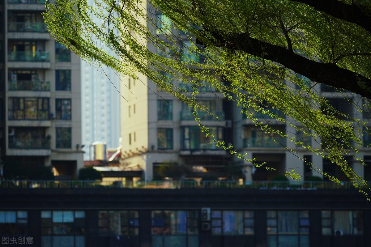 风吹杨柳万千条打一动物,风吹杨柳万千条解析