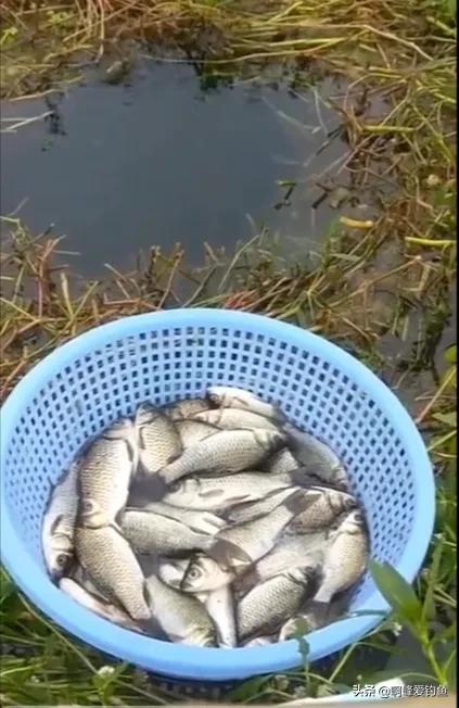 一筐鱼和一根鱼竿营销,一筐鱼饵料直播带货视频