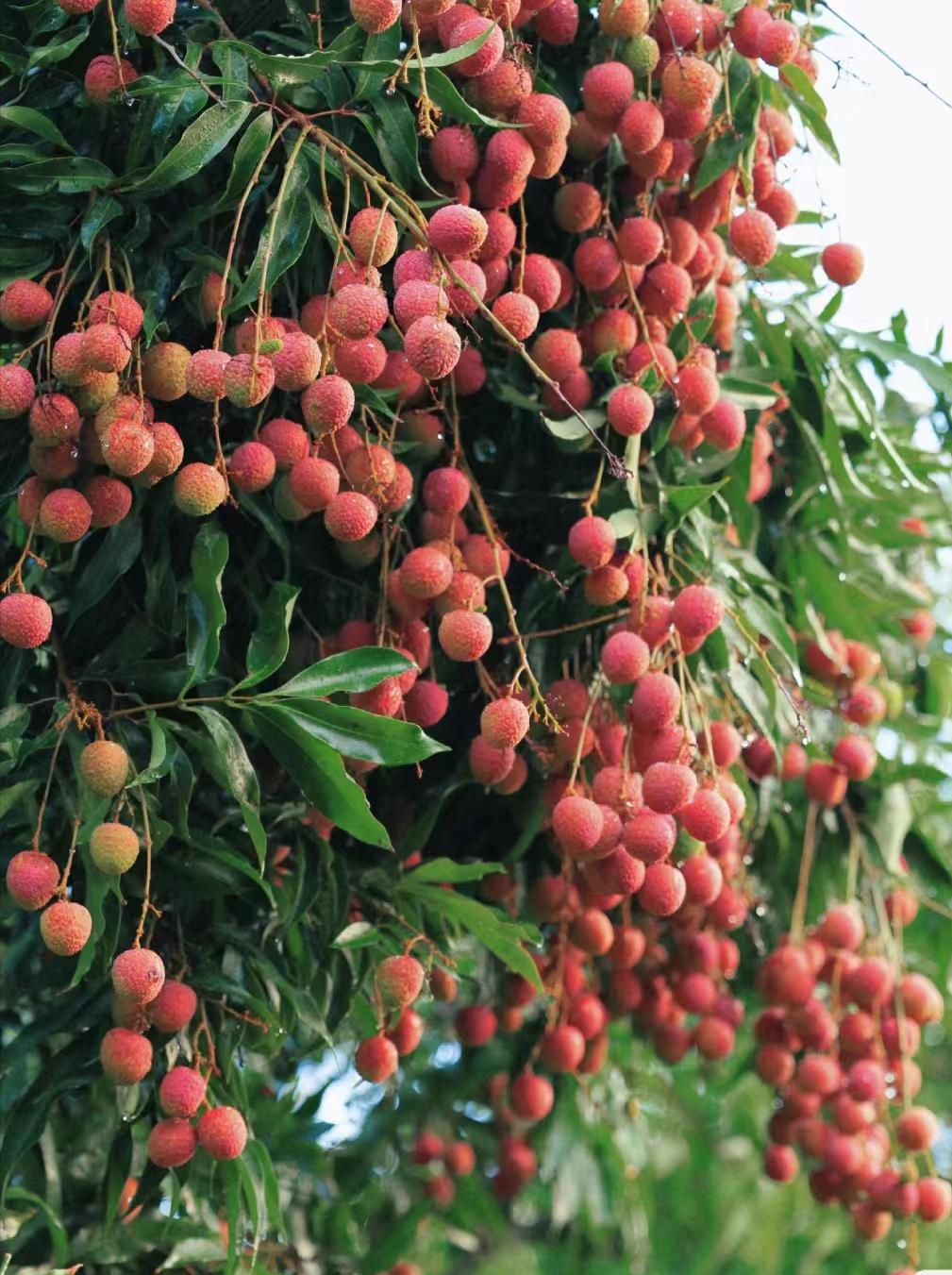 深圳公园哪里好玩,好看的公园游玩