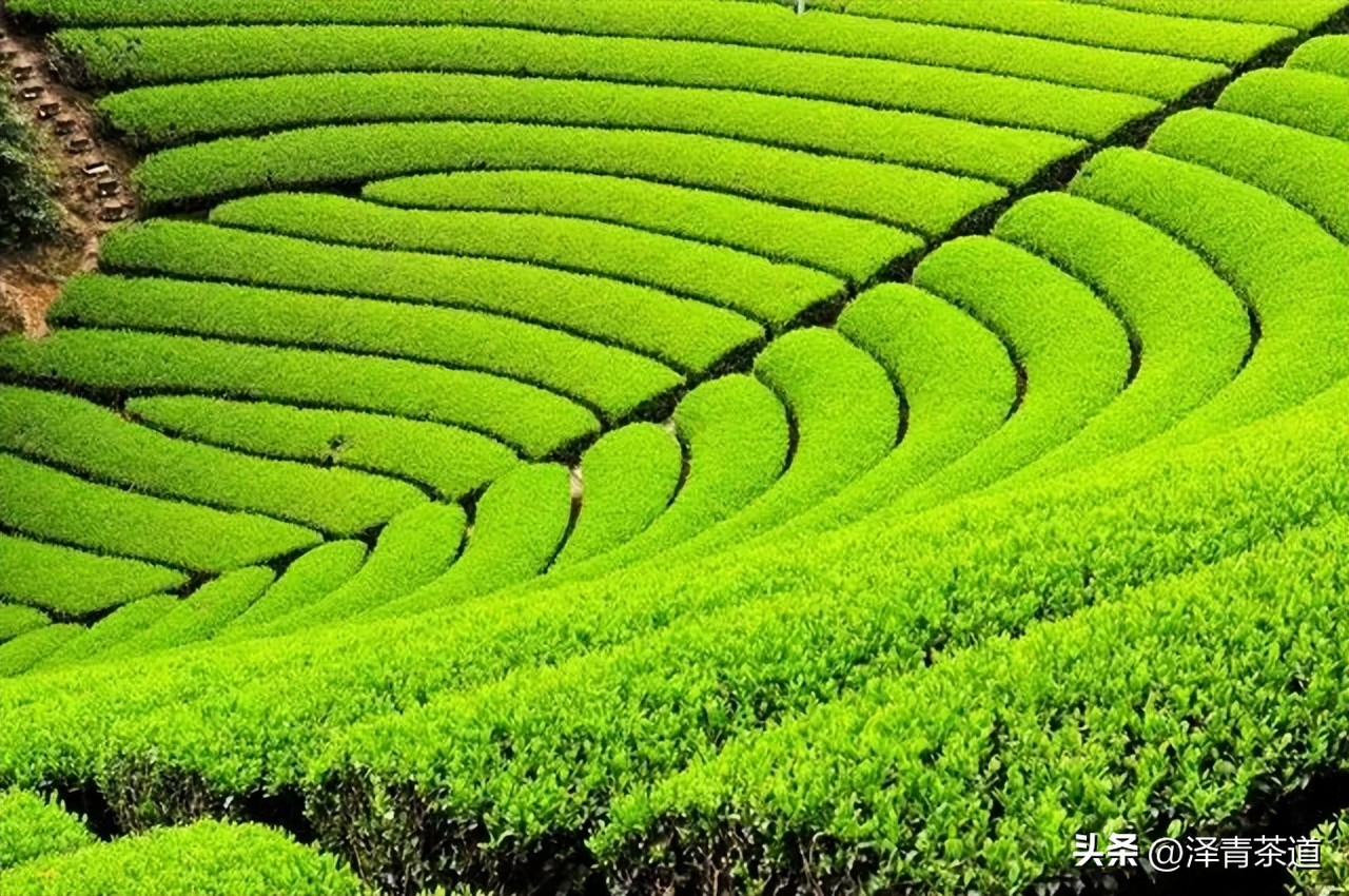 中国十大名茶最新排名表图,中国十大名茶最新排第一名