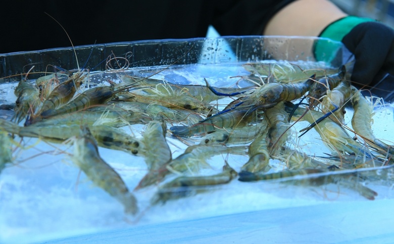 十师一八三团：网络直播助额河玉虾热卖