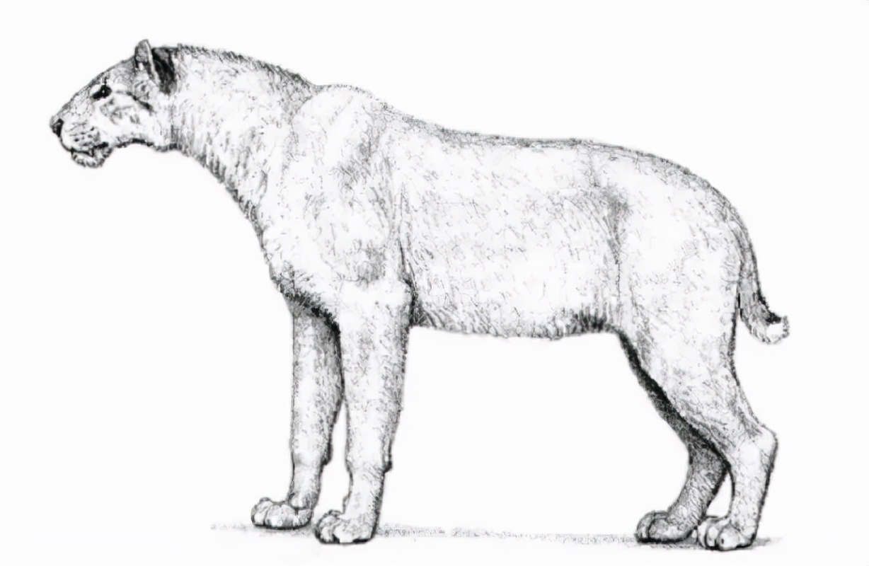 冰河时期最强的猫科秒杀东北虎,猫科霸主东北虎