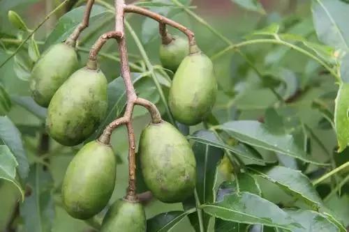 100多种罕见水果欣赏,100种罕见水果名字