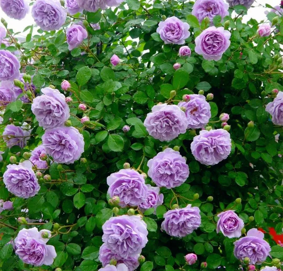 我爱月季花完整版,我爱月季花300字作文