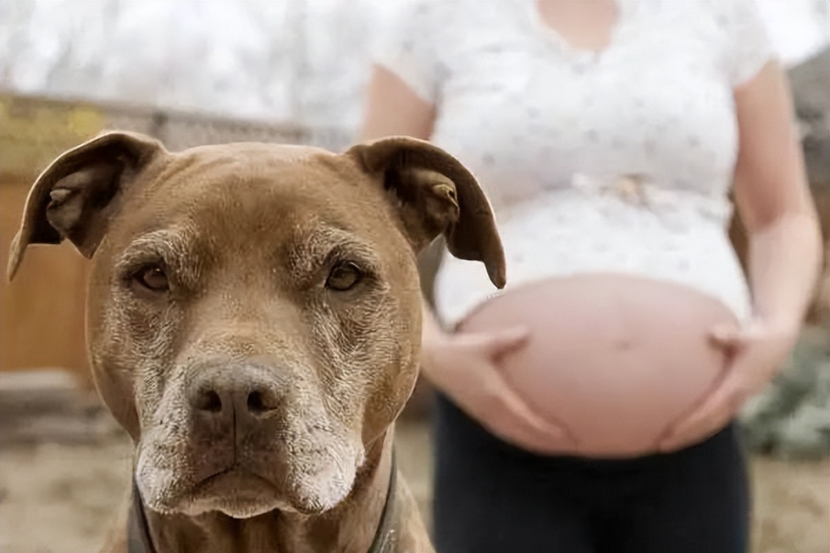 怀孕养猫怎么预防弓形虫,怀孕到底能不能养猫狗