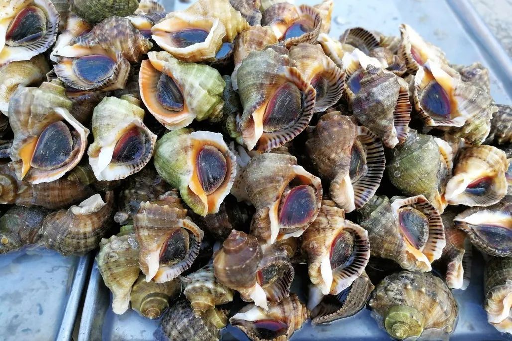 为什么冷冻的死螃蟹可以吃,没死时候冷冻的螃蟹能吃吗