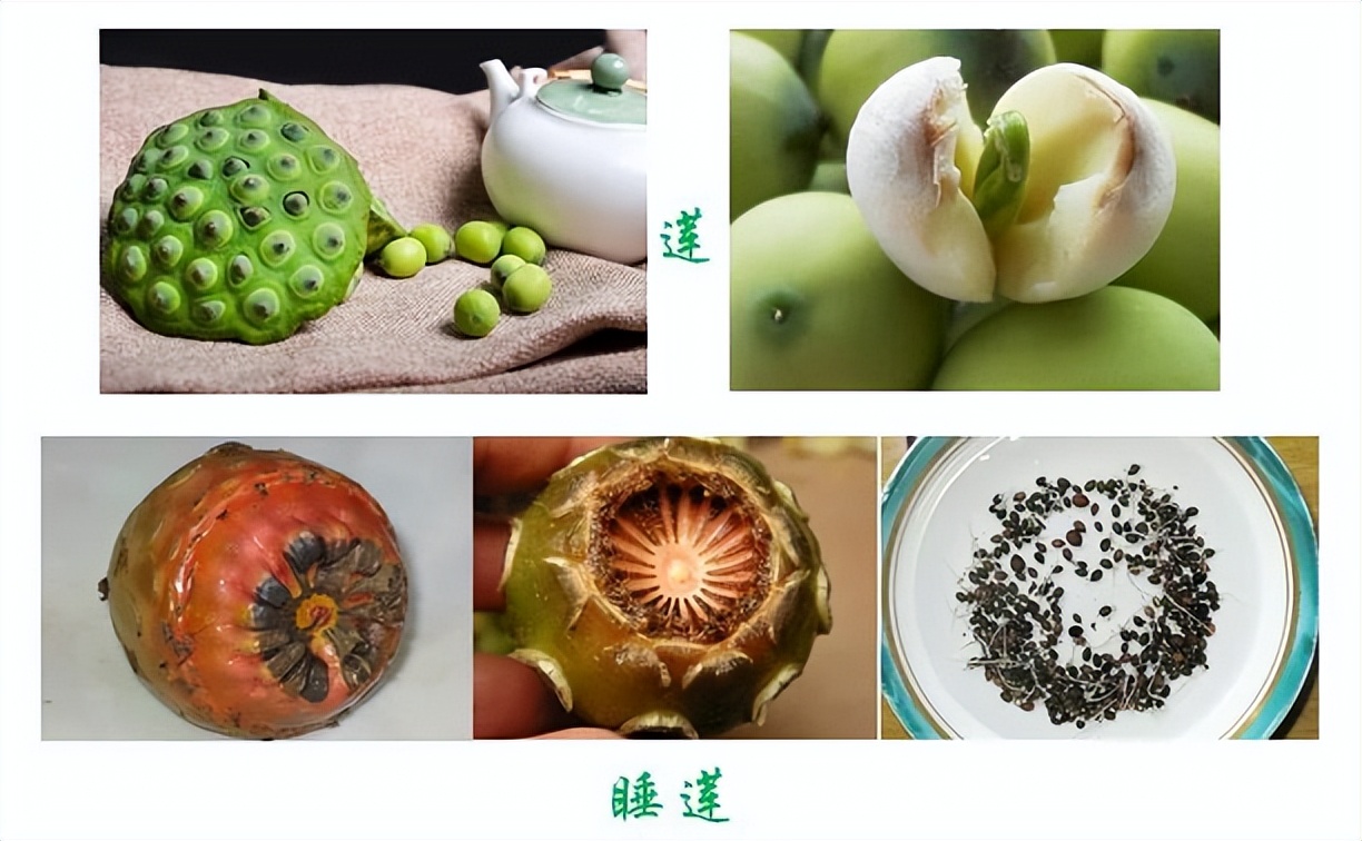 荷花睡莲你能分清吗,荷花和睡莲你能真的分得清楚吗