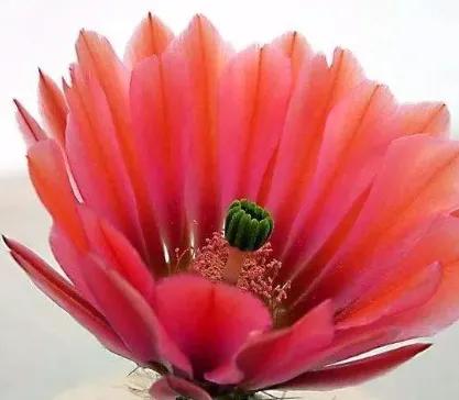 奇花异草是一道道亮丽的风景线,五彩缤纷的春天奇花异草