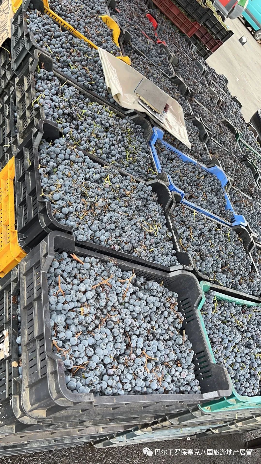 罗马尼亚蔬菜,罗马尼亚大型水果批发市场