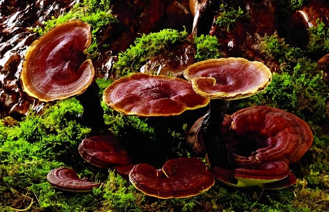 坟茔地风水影响几代人,坟的东北方位代表哪个子孙后代