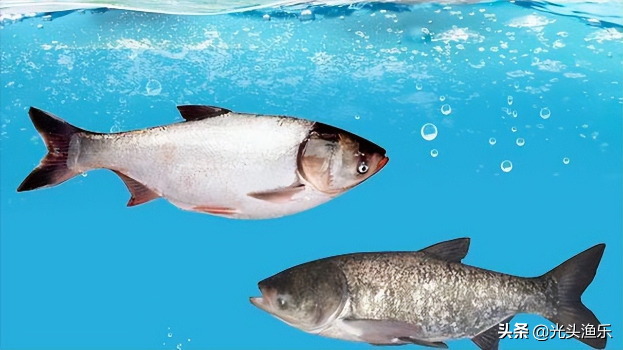 喝水就长肉，一次产卵百万枚，鱼类为何没能成为主要肉类？