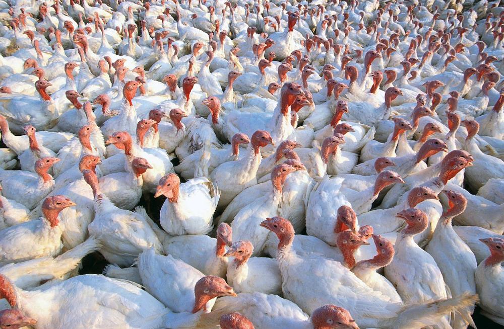 火鸡为什么不在中国常见,西方火鸡为什么中国很少食用