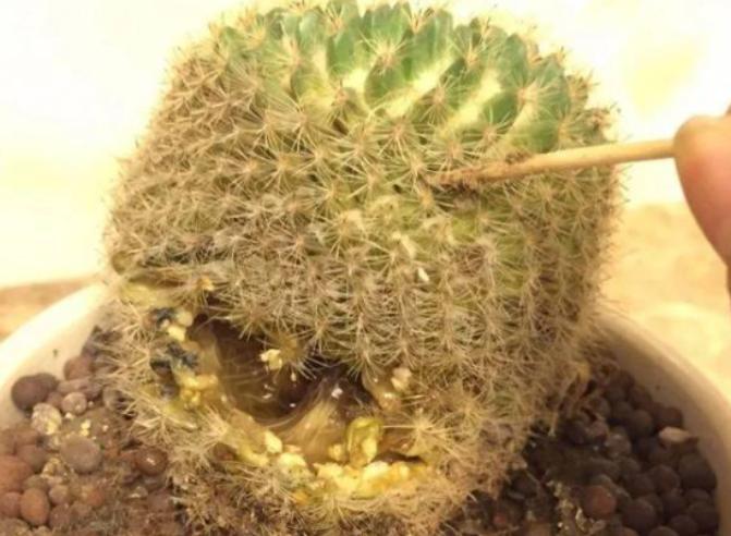 耐旱的花秋冬需要少浇水吧,这6种花就喜欢水多越浇越爆盆