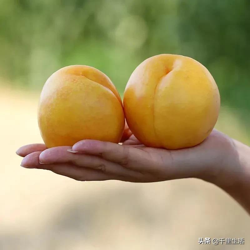 桃子熟了山东蒙阴黄桃,蒙阴蜜桃中国三大名桃
