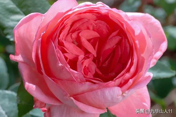 大花胖美人月季有几个品种,适合阳台养的大花月季品种