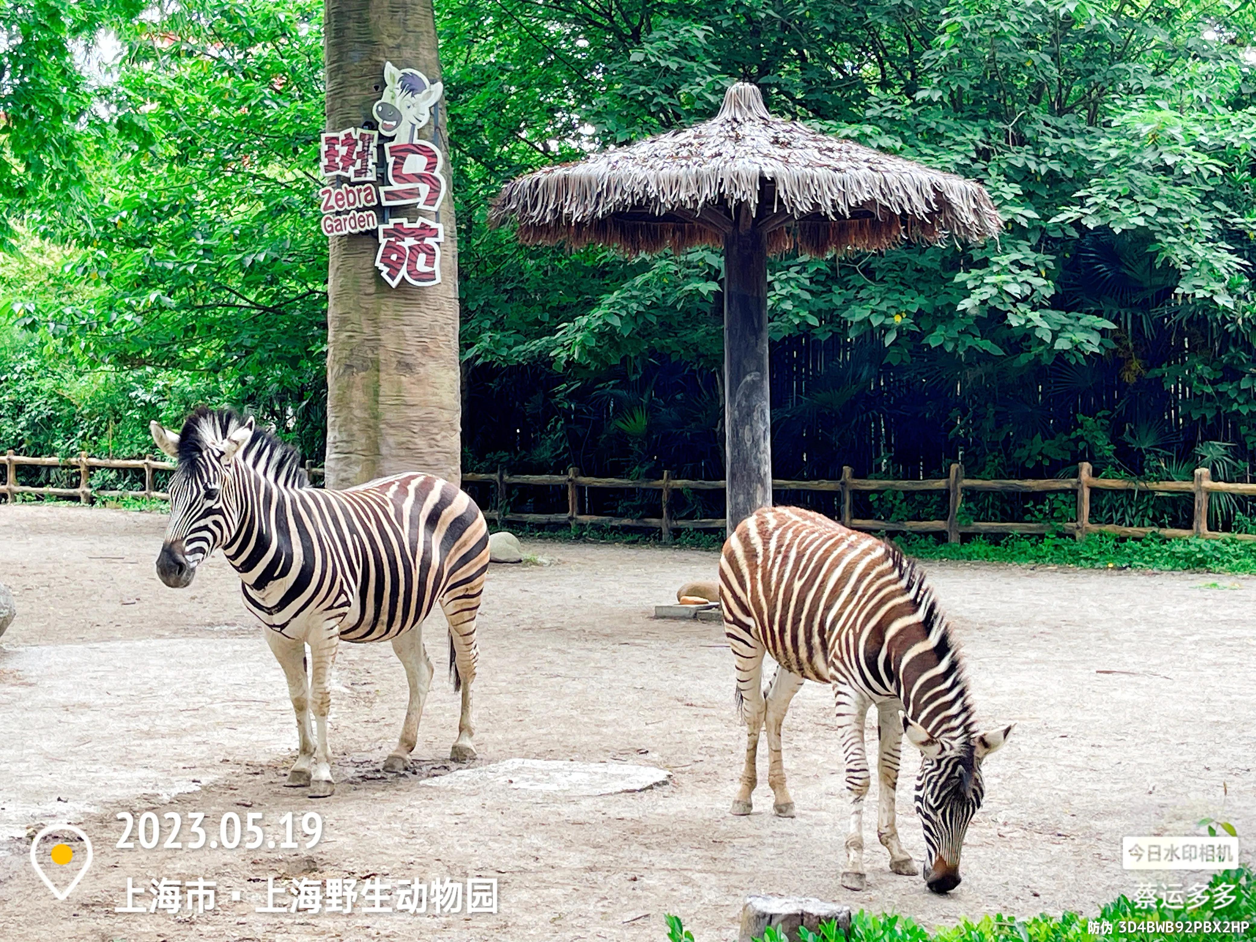 我喜爱的动物是小猫,什么动物招人喜爱