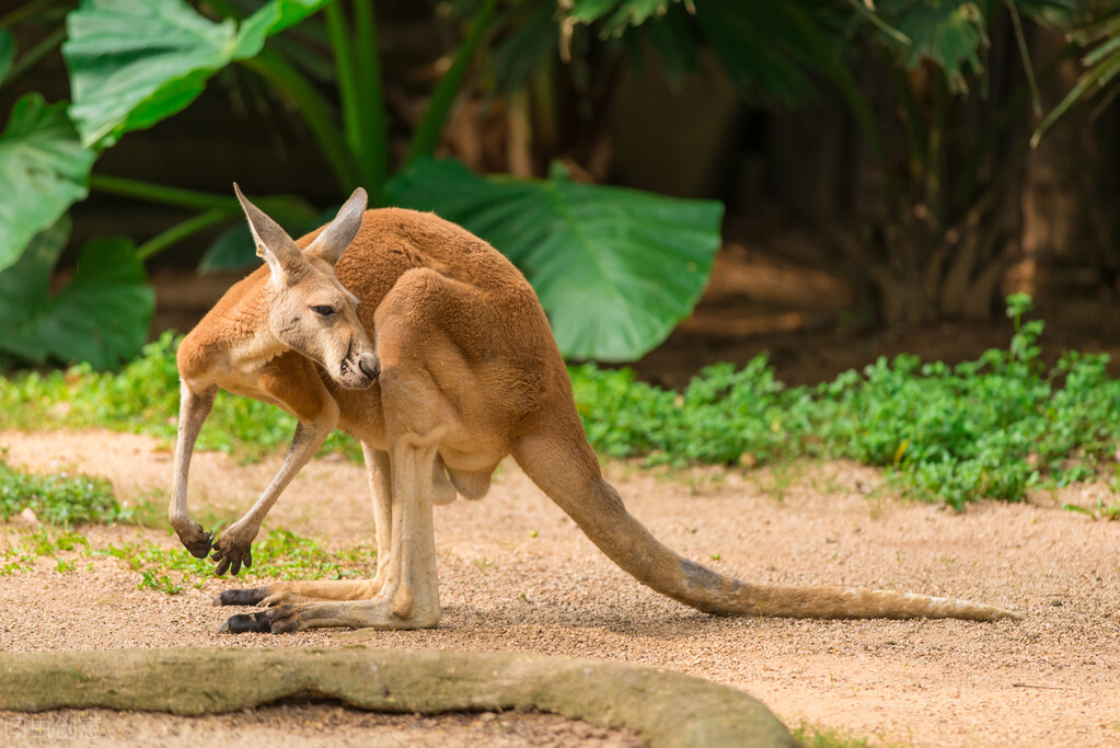 世界60个国家的珍稀国宝,100个国家国宝动物