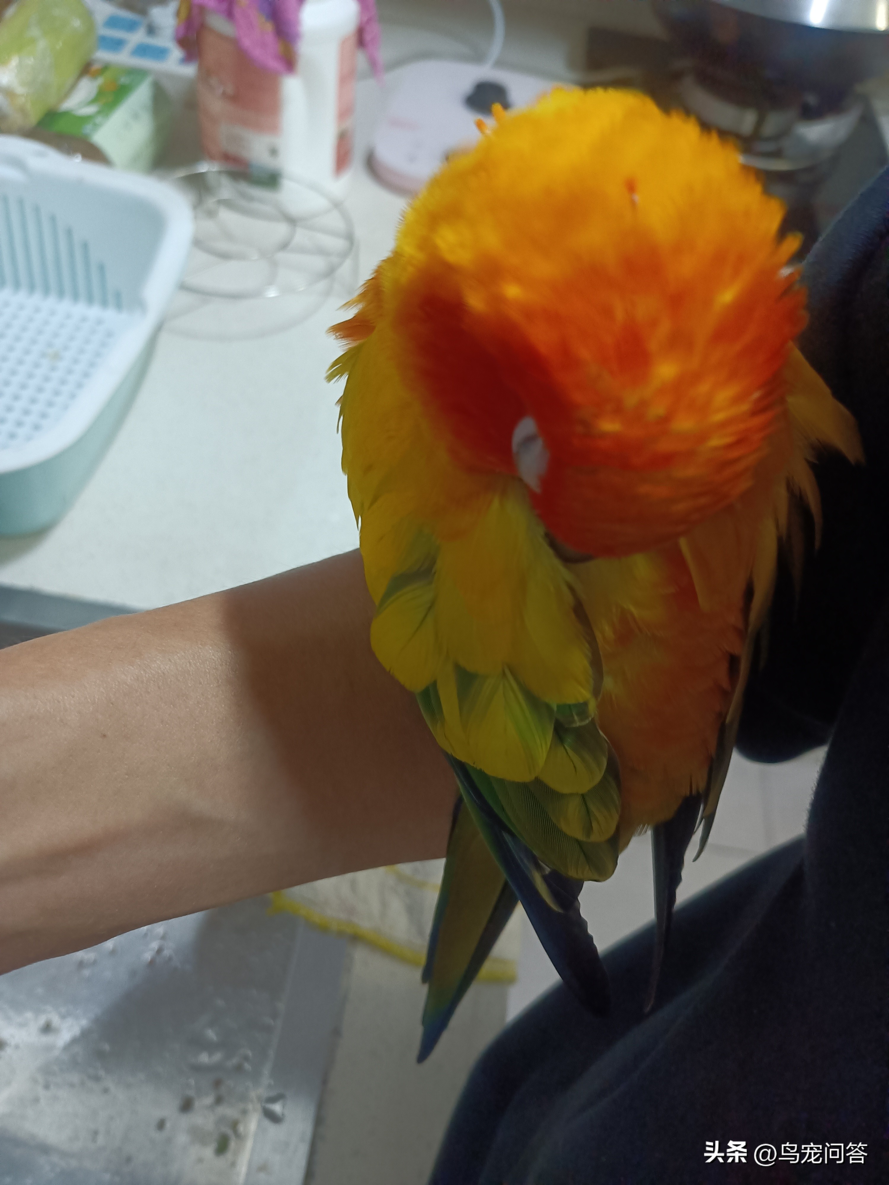 金太阳鹦鹉突然大量喝水,鹦鹉突然有呕吐动作