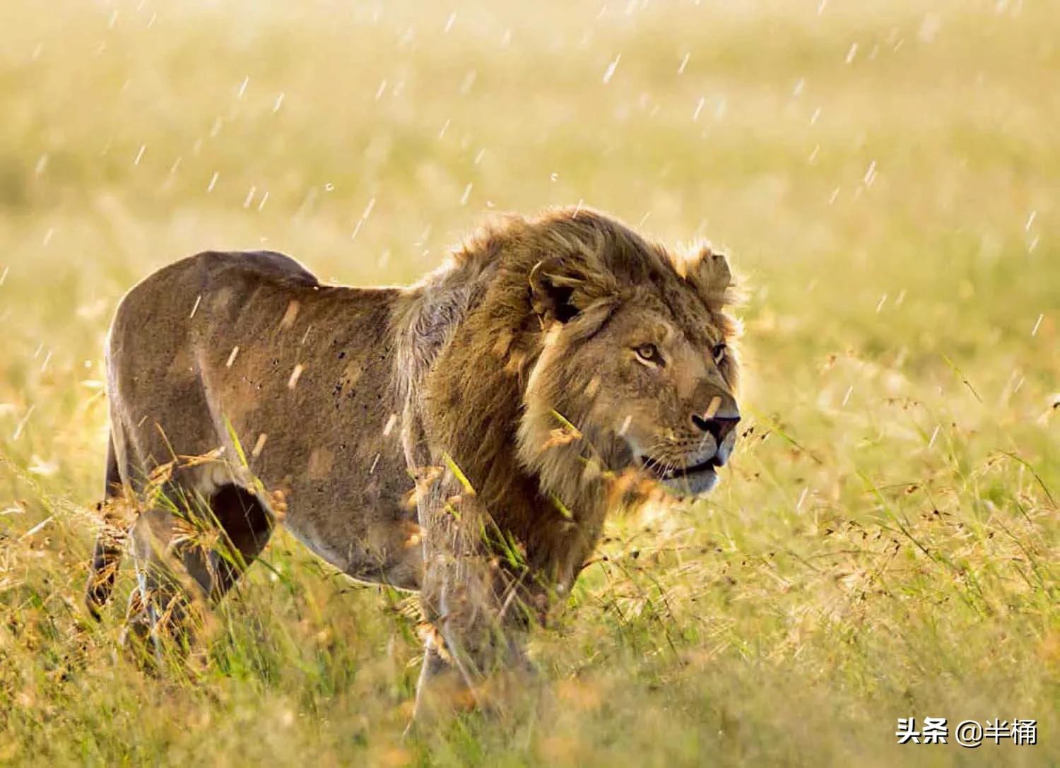 狮子老了的结局,狮子老了离群而死