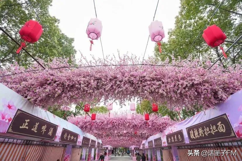 上海桃花节旅游攻略,桃花节推荐去哪里旅游