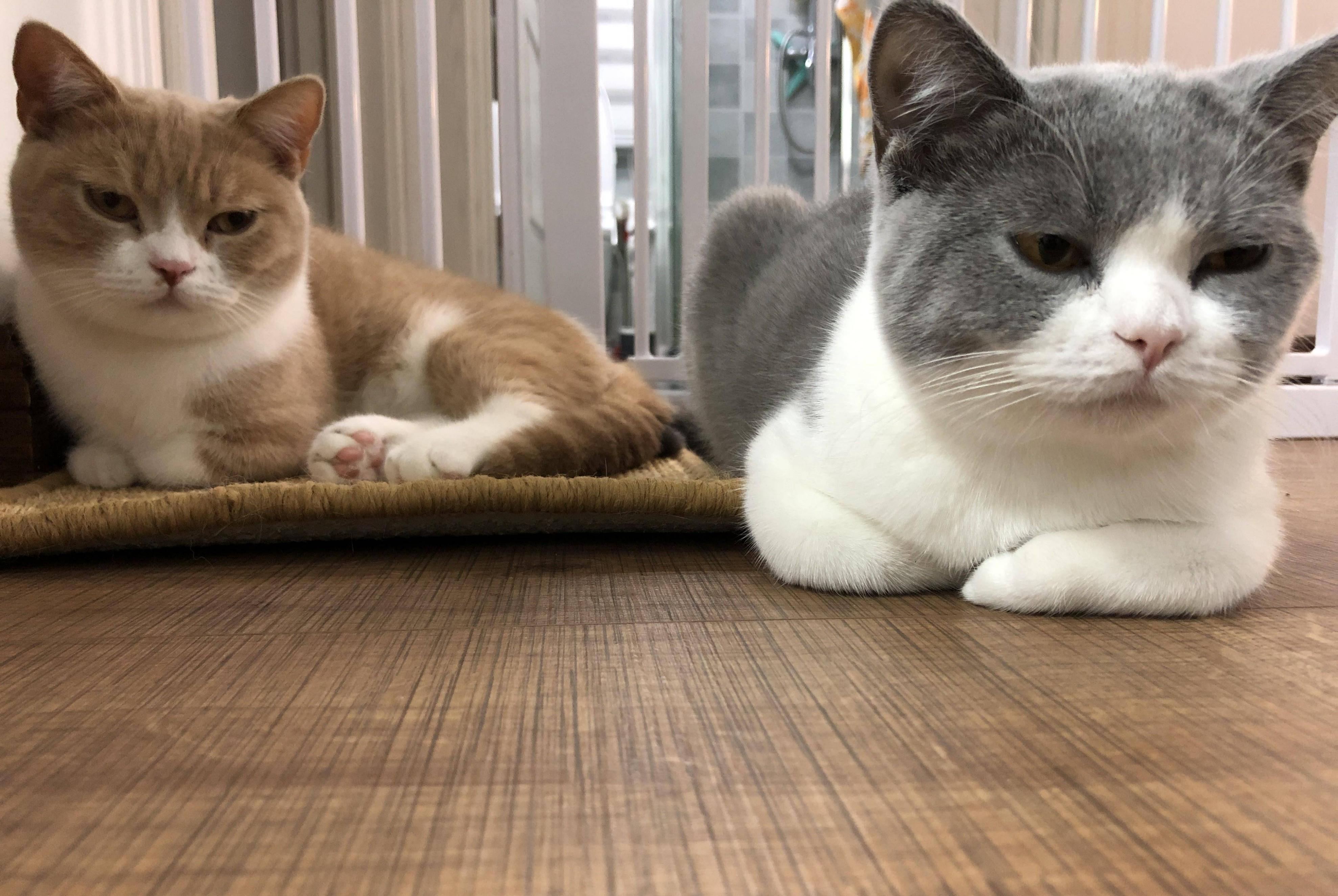 猫咪讨厌你的5个表现你中了几个,猫咪最讨厌的几种东西是什么呀