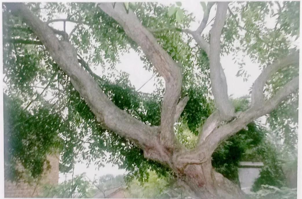 成武县古树,临武县古树