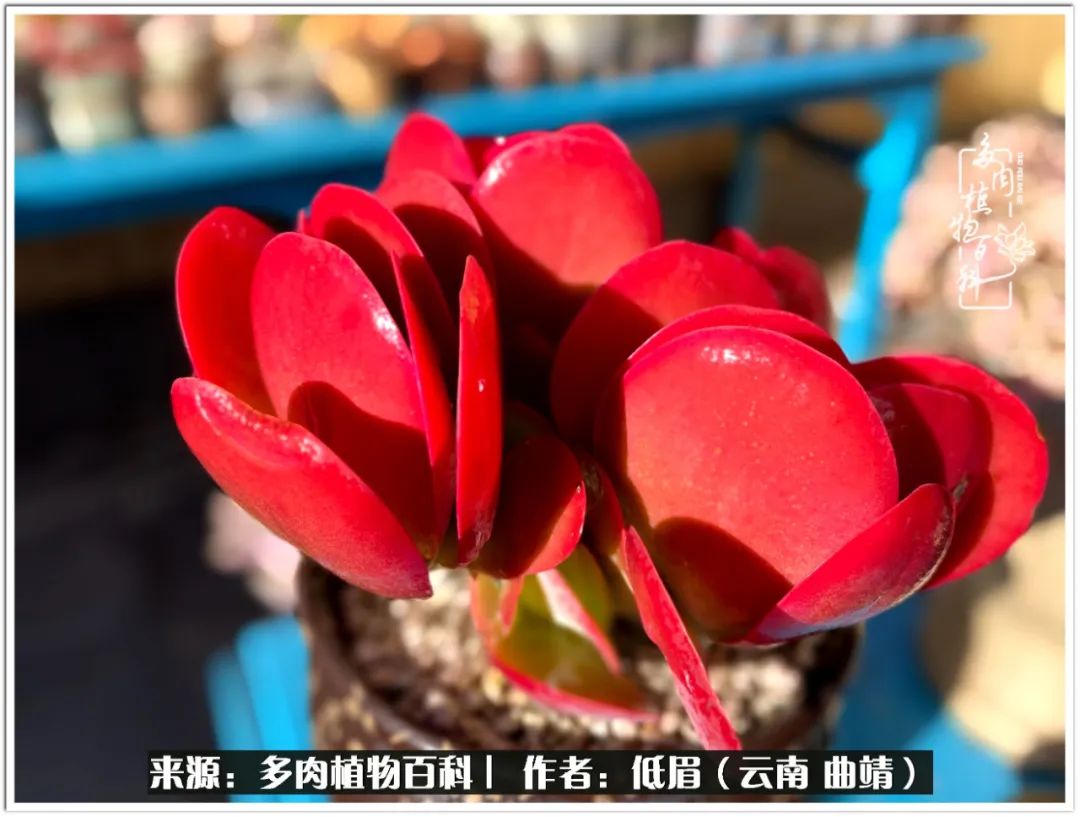 玉露多肉冬季分盆,玉露多肉怎样才能晶莹剔透