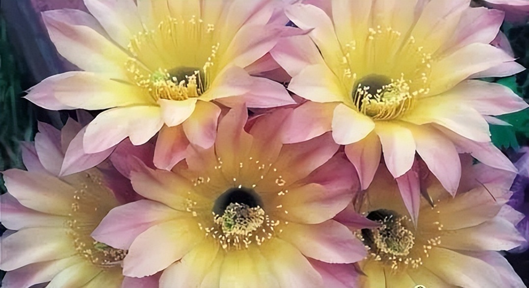 200种·仙人球开花图鉴，大开眼界，美到爆