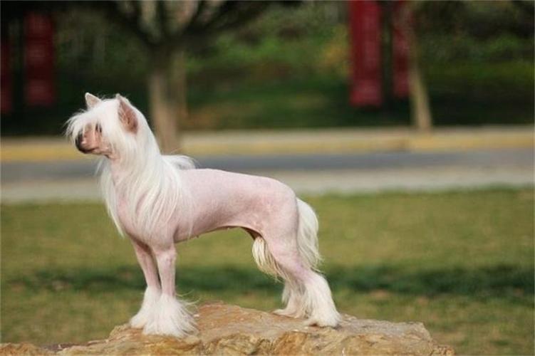 狗狗掉毛吃什么食物能改善,狗狗吃什么食物可以美毛