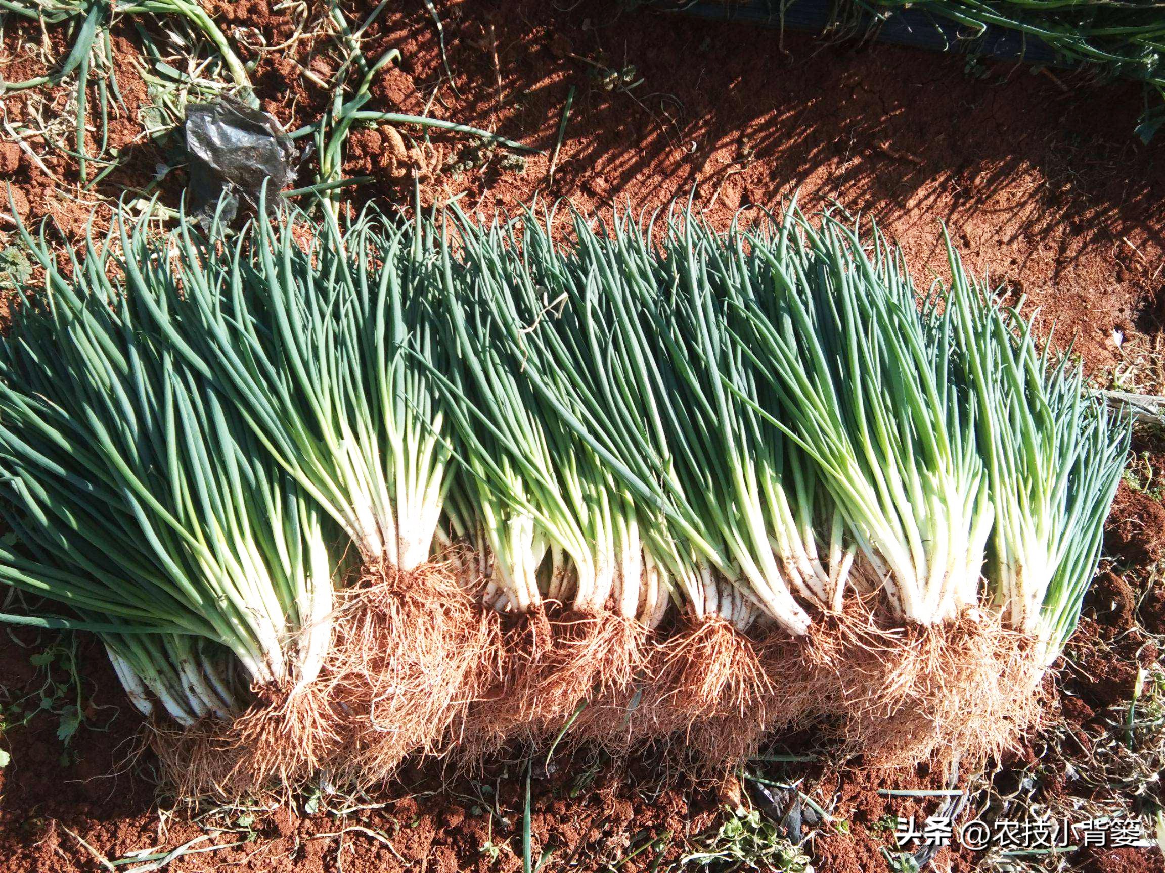 小香葱种植时间和方法视频,小香葱的种植方法和时间