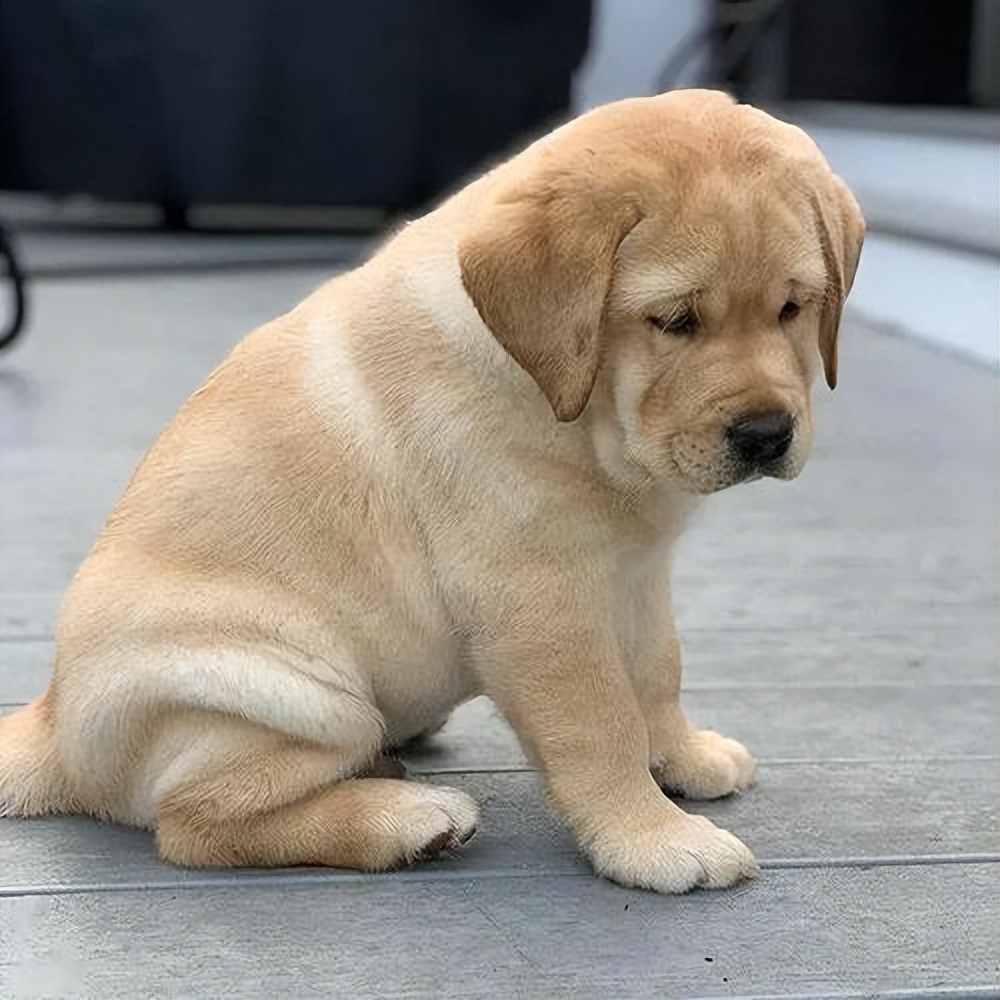 拉布拉多幼犬为什么那么多人养,拉布拉多真的要花很多钱养吗