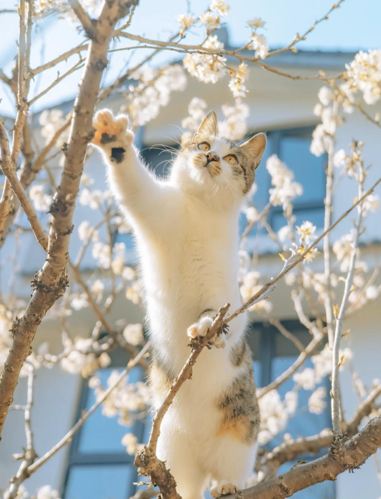 治愈系壁纸｜132张可爱小猫咪的样子
