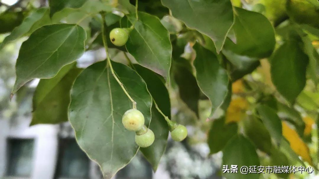 陕西宾馆迎来最佳观花赏景季节,陕西宾馆内景色