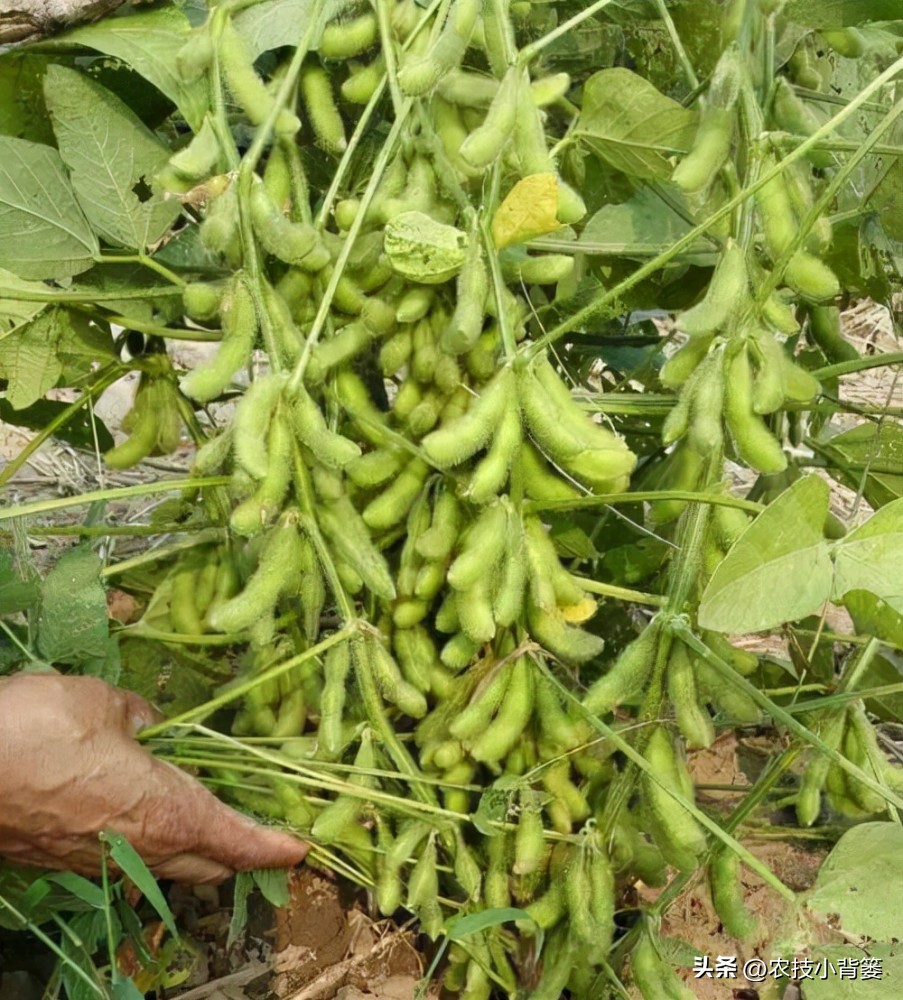 播种大豆高产期,大豆种在什么菜的田里好