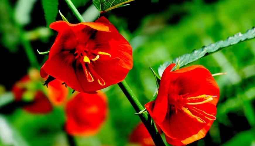 夜落金钱昼自开意思,夜落金钱昼自开