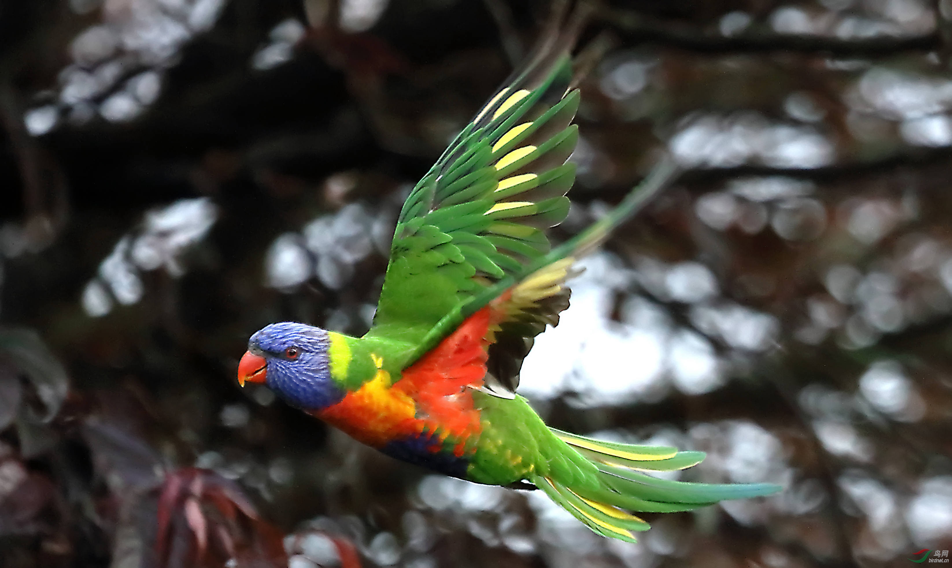 澳大利亚鹦鹉泛滥成灾,澳大利亚的鹦鹉泛滥