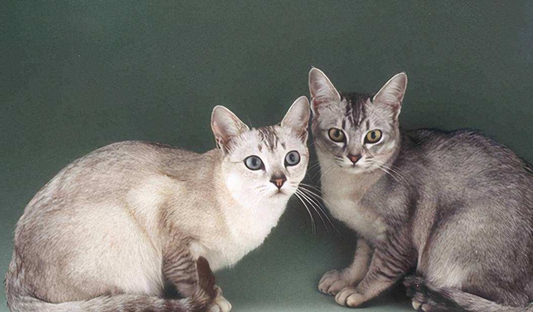 养猫首选这几种猫便宜好养,养猫推荐什么猫不会掉毛