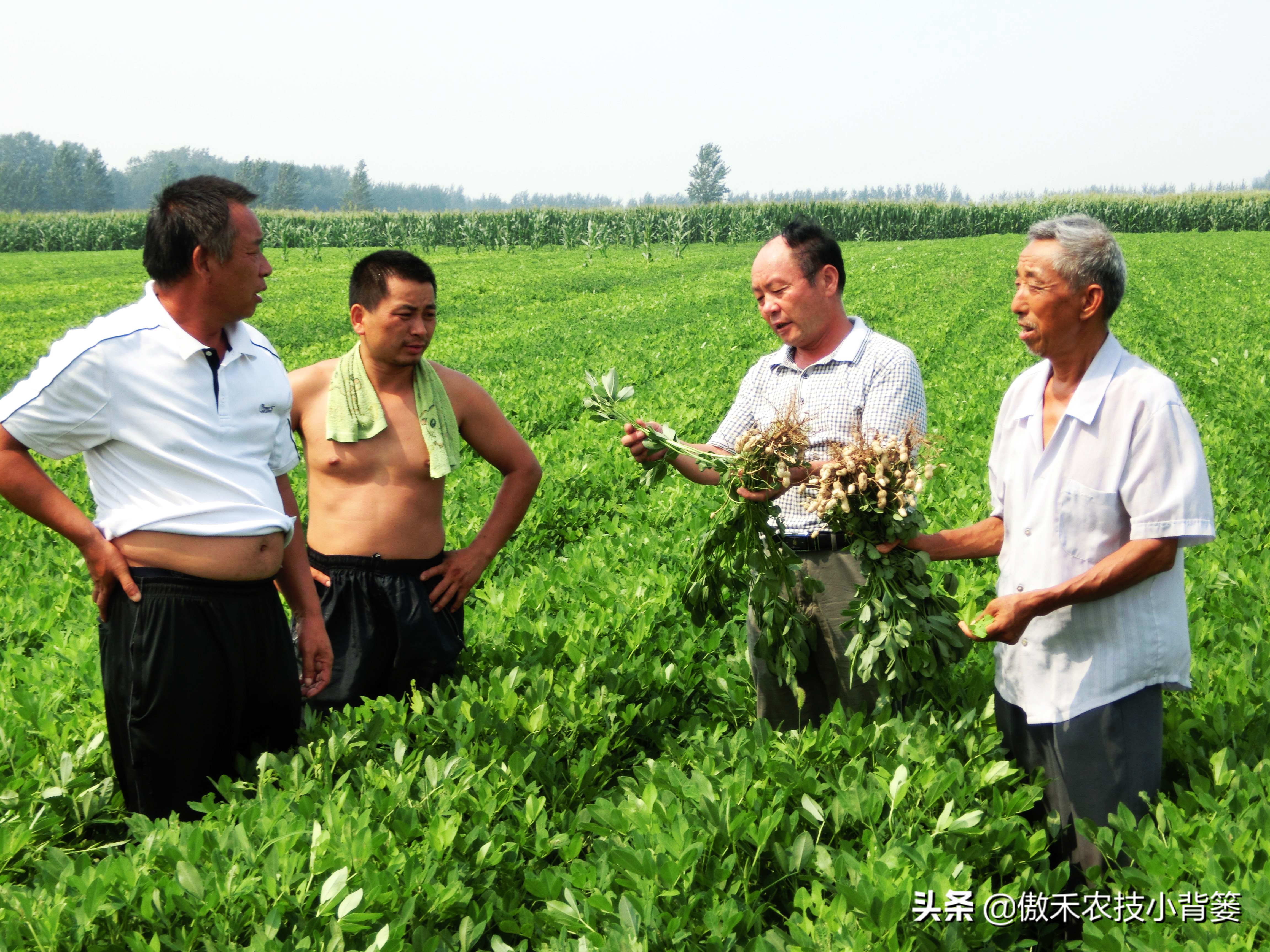 花生种植巧浇水，既能促根壮苗棵，又能促进开花结荚多收花生果