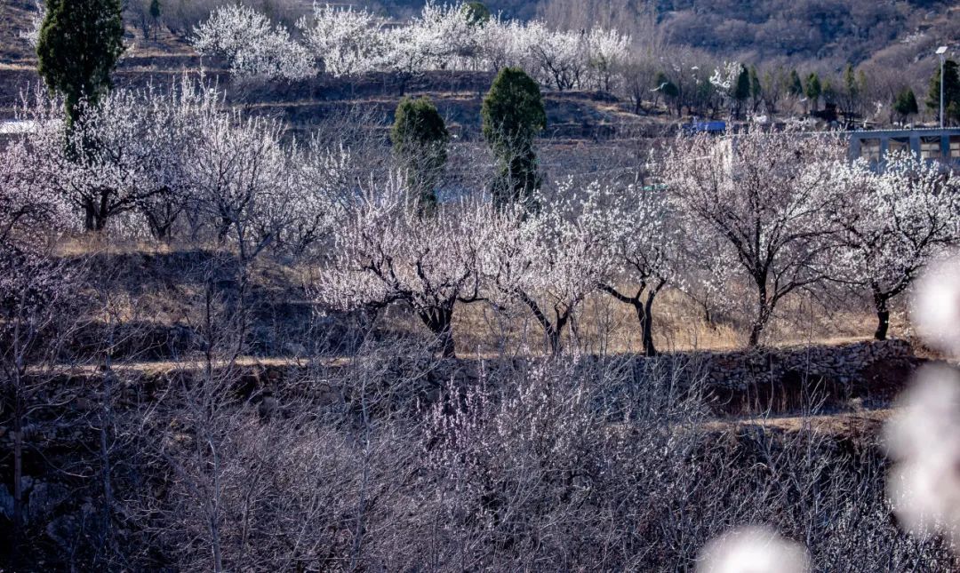 济南周边春天赏花全攻略,济南春日赏花攻略已送达