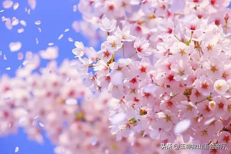 春色撩人春意浓浓,春色撩人姹紫嫣红