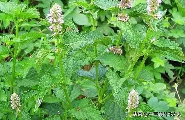 清三焦湿热健脾,一个滋阴又祛湿的方子