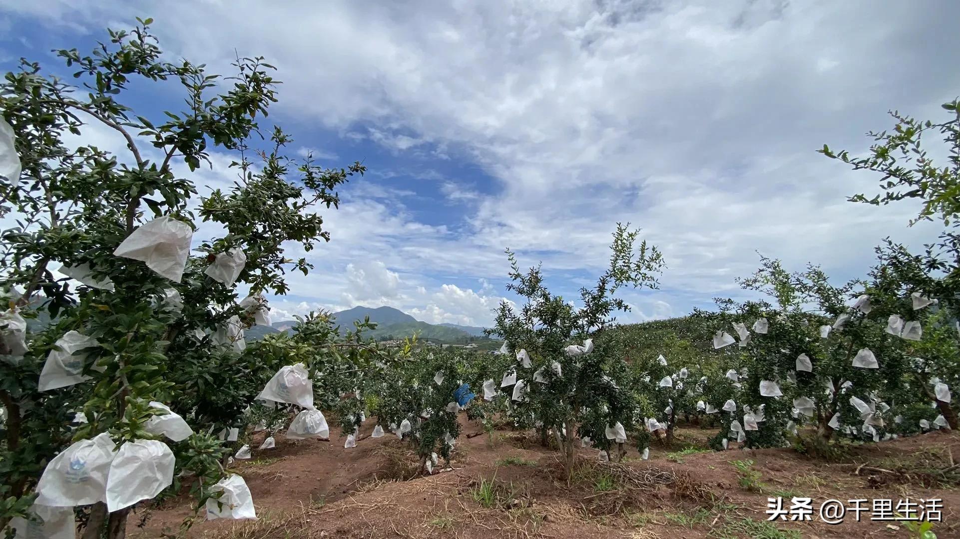 突尼斯软籽石榴超级好吃,突尼斯软籽石榴不用吐籽就能吃